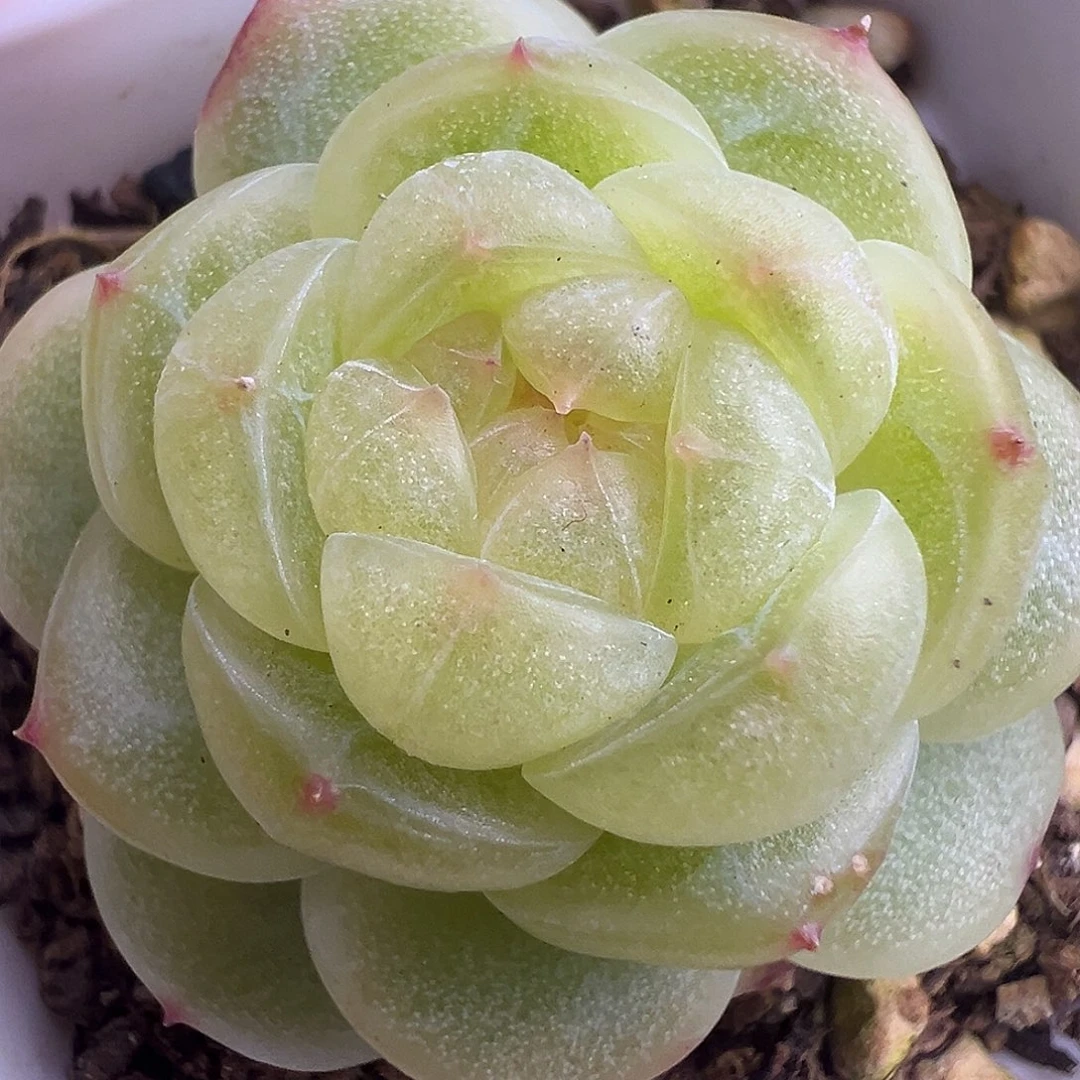 福利一颗珍妮。