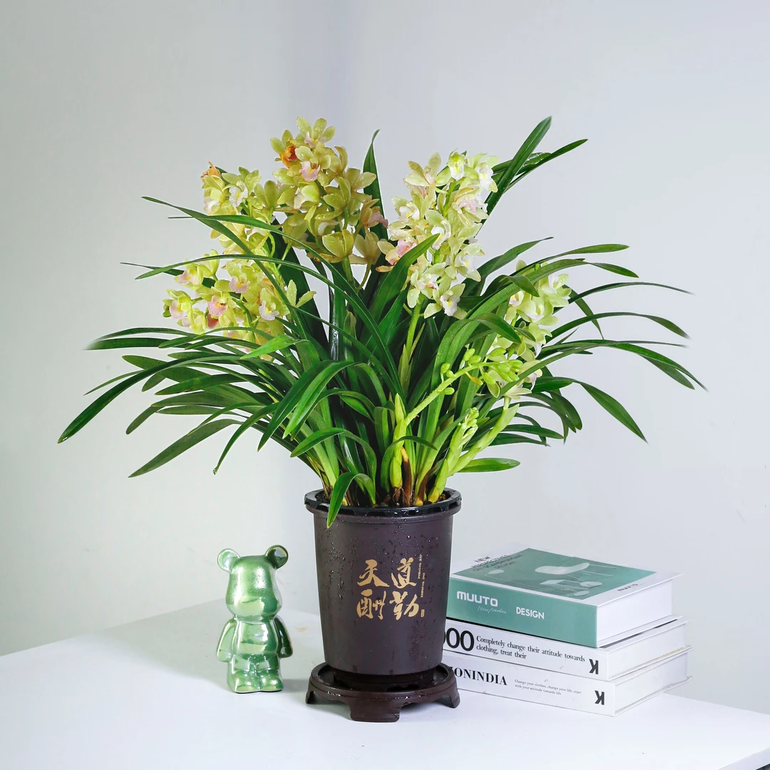 【香兰】3-4个花剑起带花苞兰花四季常青室内花卉好养花期长久