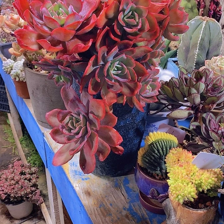 木*多肉植物保护