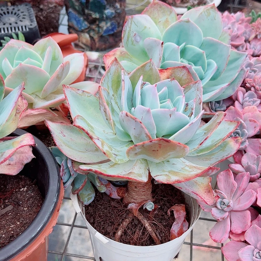 白凤大单头老桩特价