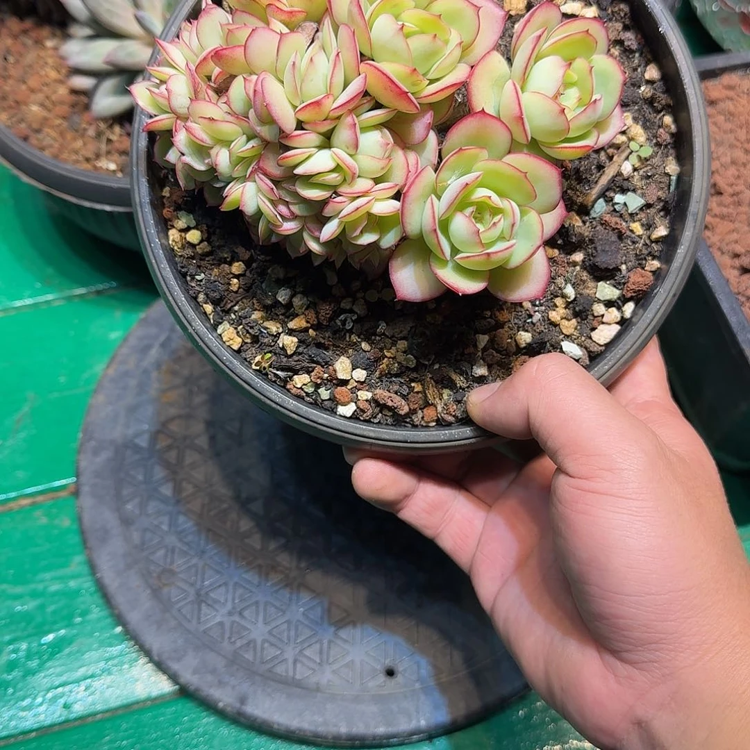 多肉植物多肉植物