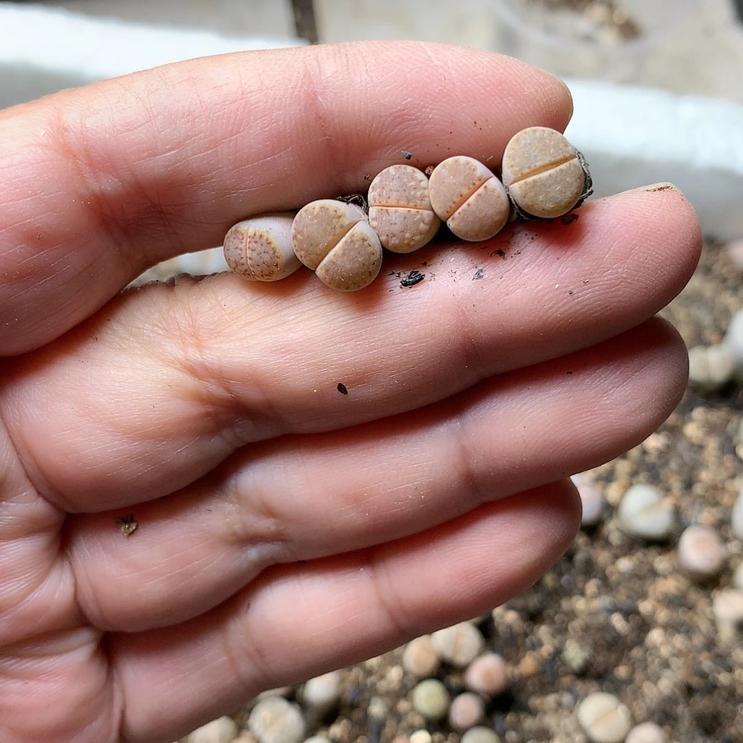 T294多肉植物保护