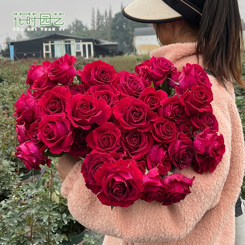 花莳家花莳园艺 2加扦插【美人丽芙】月季花苗多季开盆栽阳台地栽