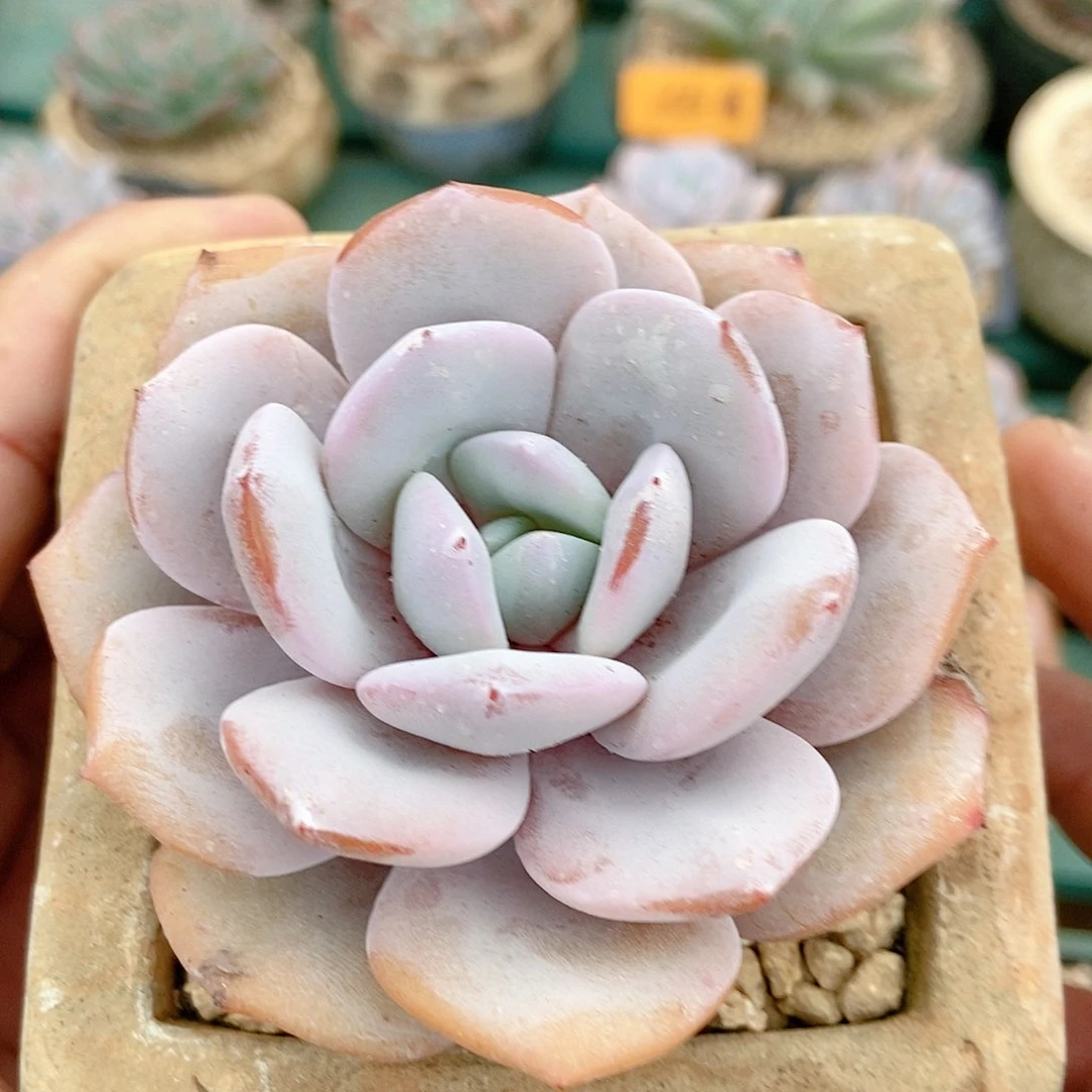 【闪购商品】✨***语单头奶茶