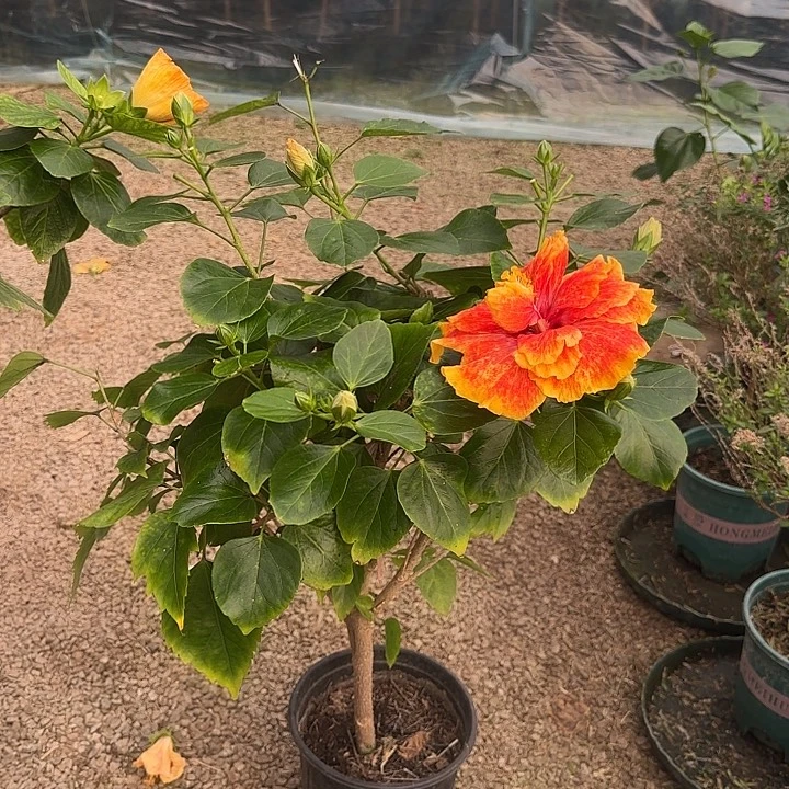 用***2完全开放丹麦木槿花