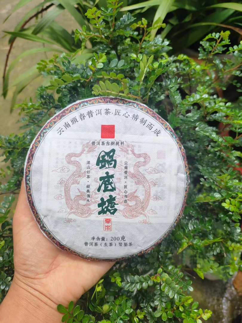 2024年锅底塘古树头春挑采高香高甜汤香水路细