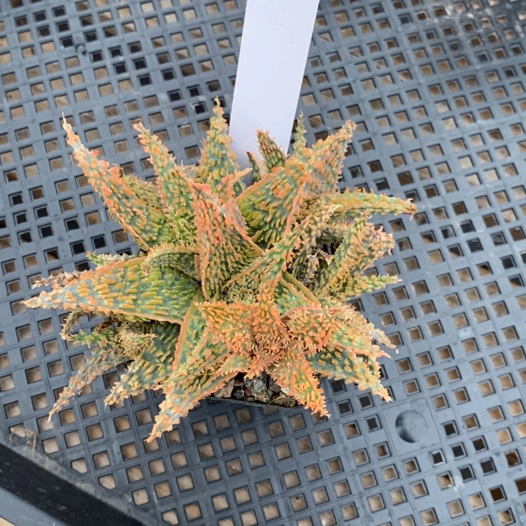 君***坊005保温园艺芦荟园艺芦荟