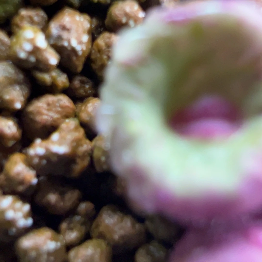 依***彪专拍专拍专拍专拍。