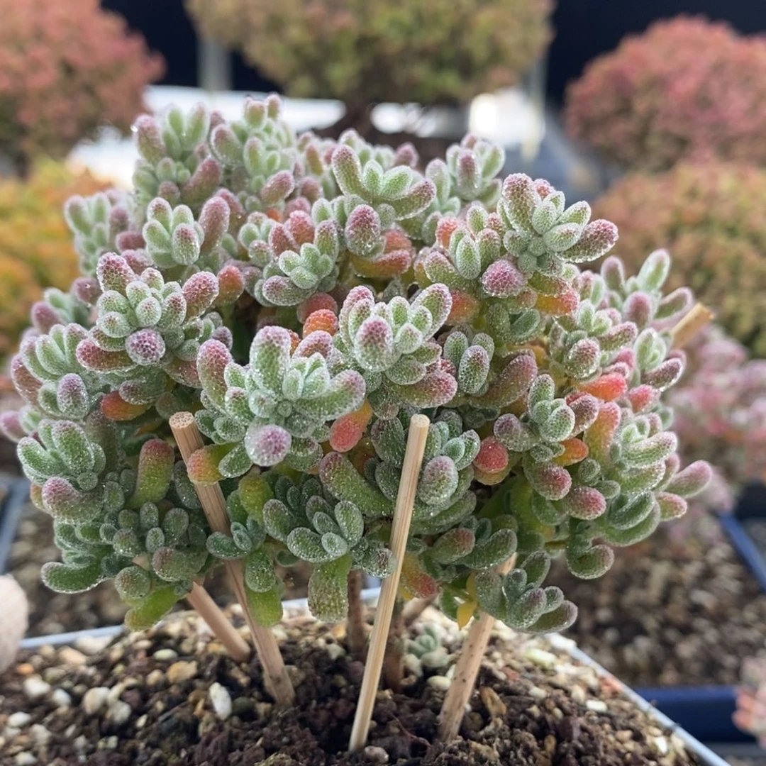 捡漏福利冰晶4078枝干番杏