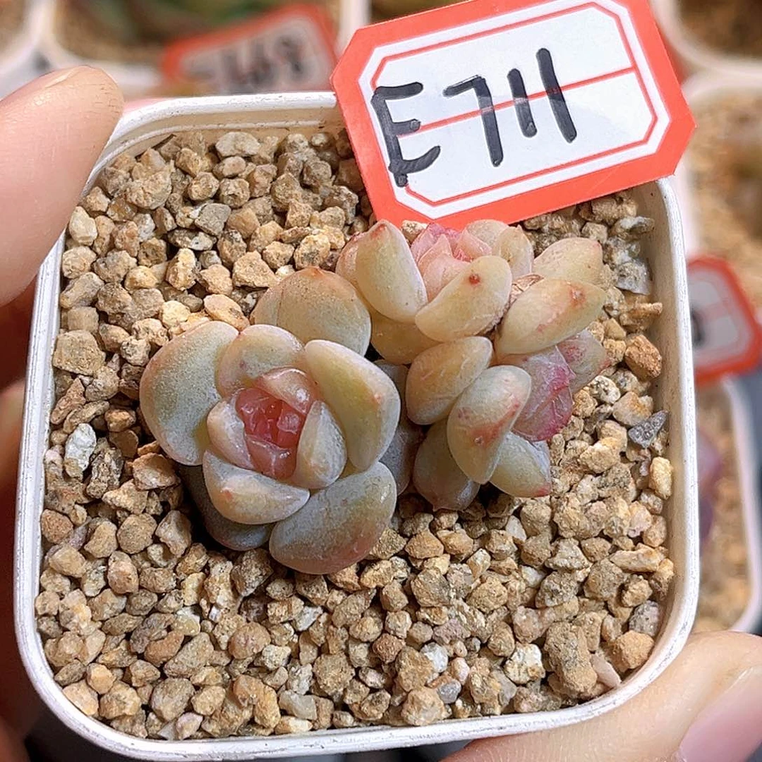 E711一物一拍 甜心