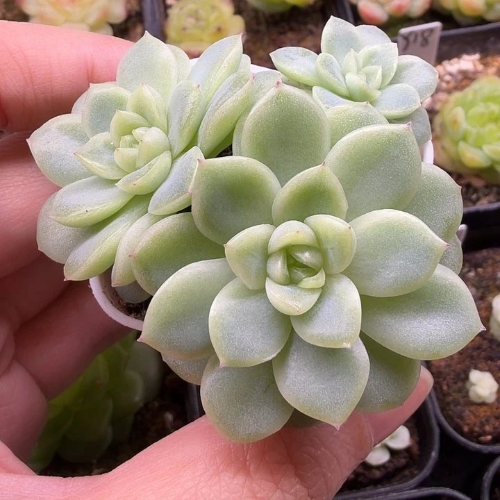 三头皛皛麦秆4公分盆口