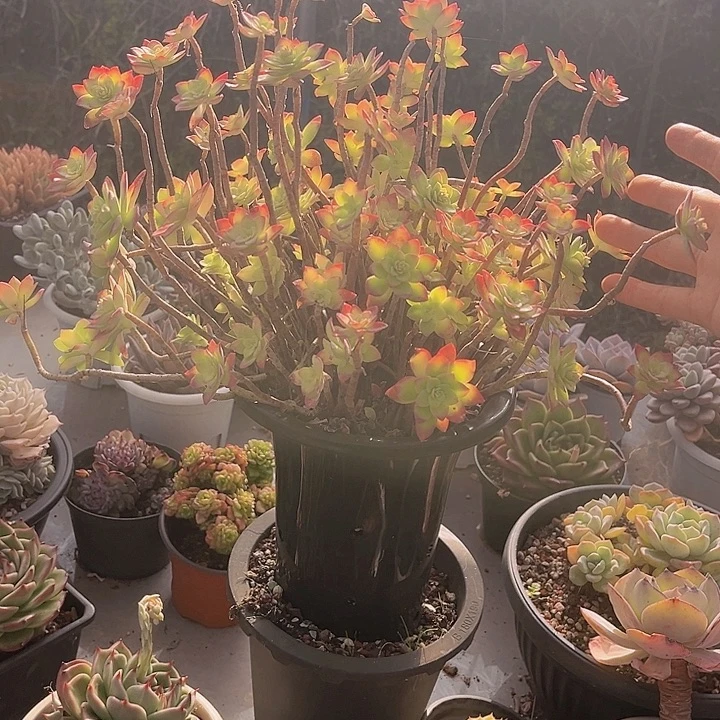 薄化妆08114多肉植物