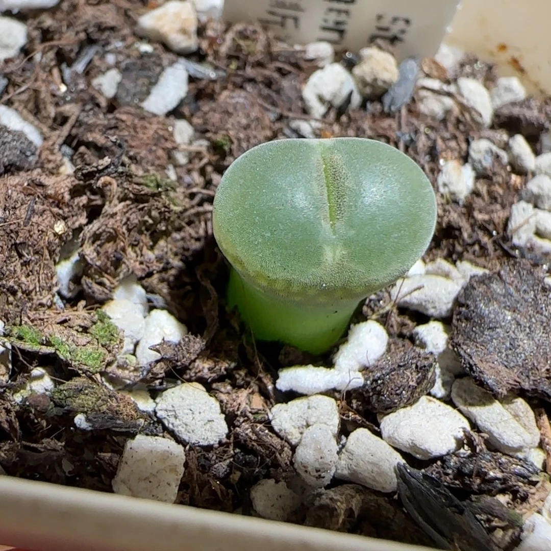 肉锥多肉植物组合-安格752