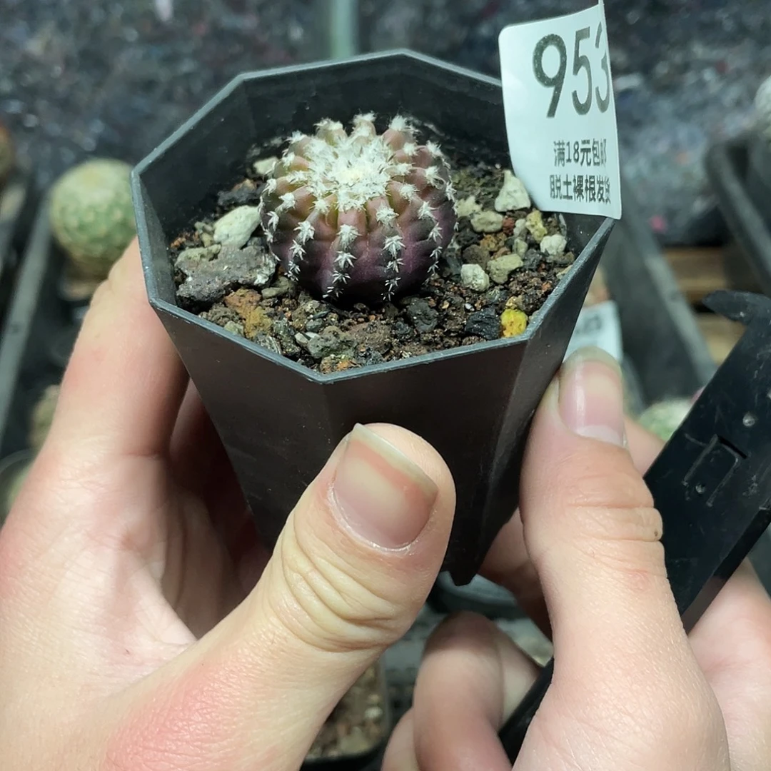 953奇特球（满18包邮）