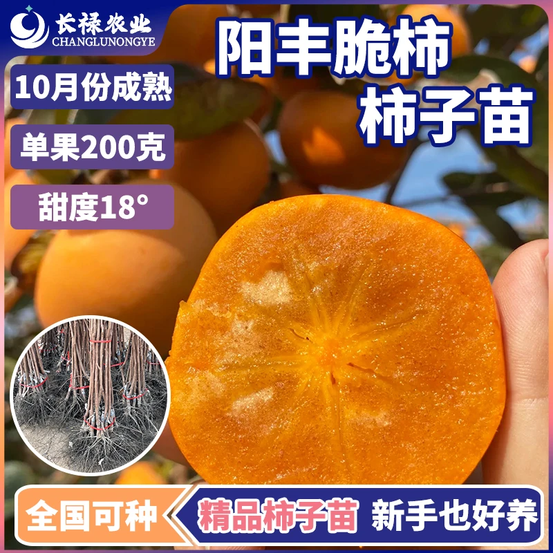 嫁接脆甜柿子树果苗阳丰脆甜柿子树苗摘下可食南北方种植脆柿子苗