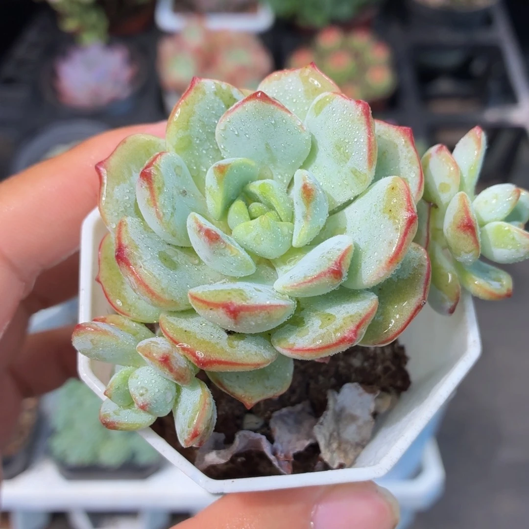 香草多肉9.9包邮发货
