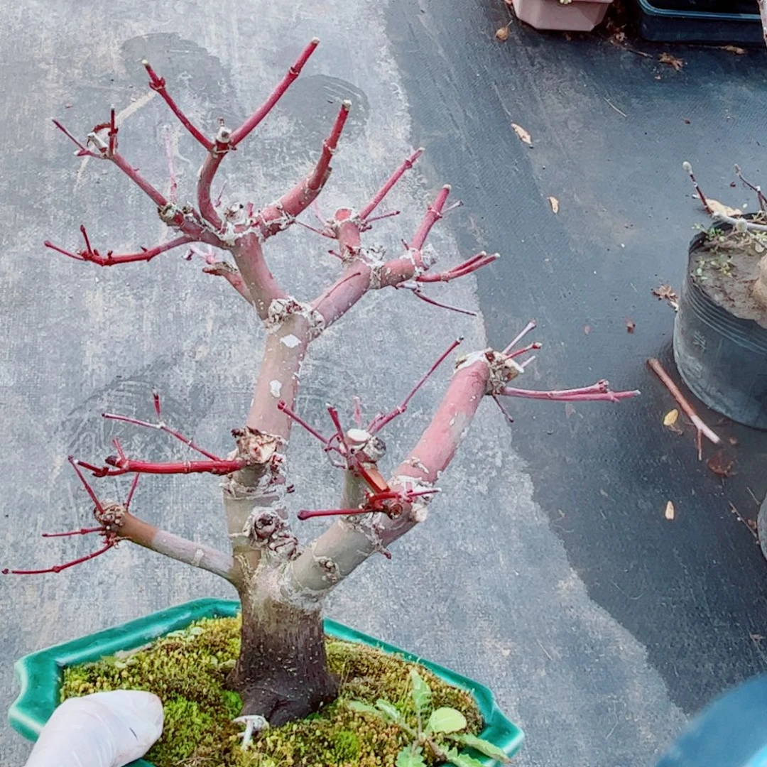 祖*枫树风枫树额枫树