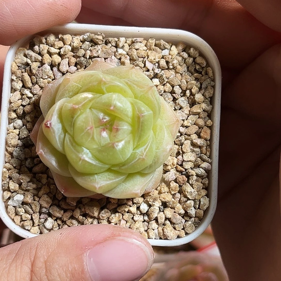 F221一物一拍 夏末