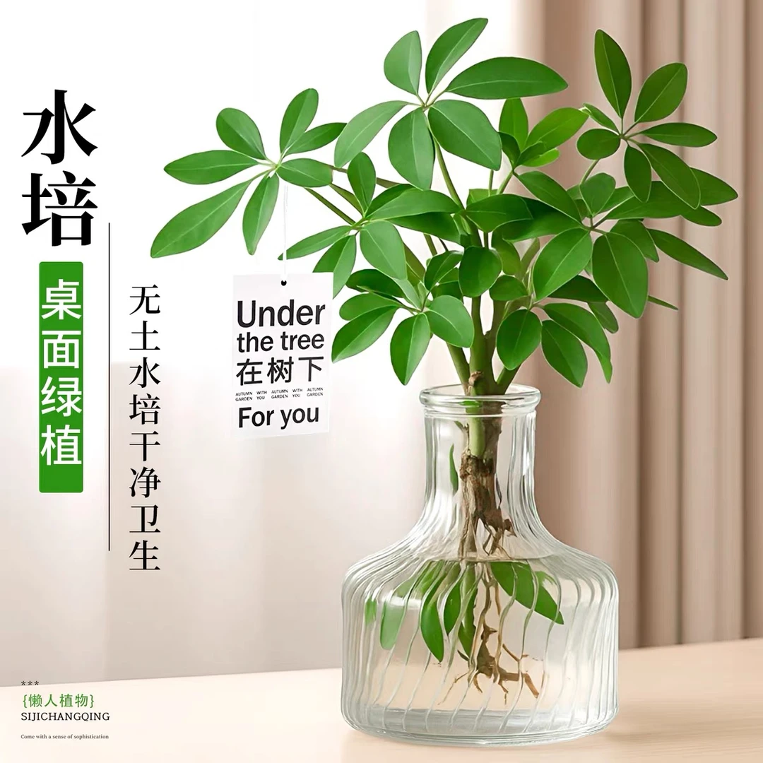 水培七叶莲鸭脚木绿植盆栽室内外桌面摆饰八方来财四季常青