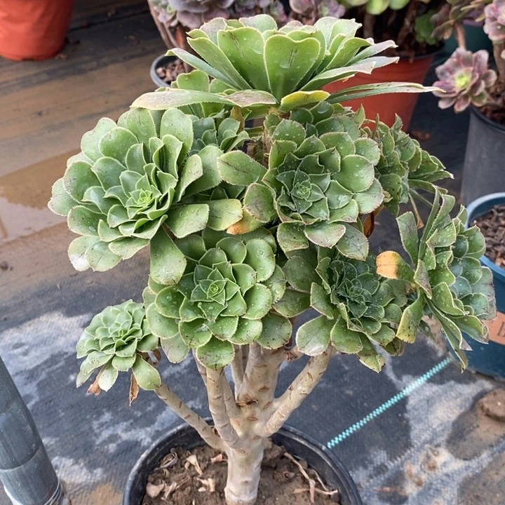 原始绿14多肉植物法师法师