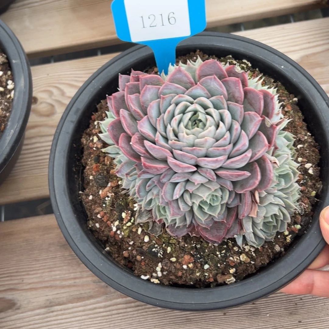 萍*1216肉多么度校长