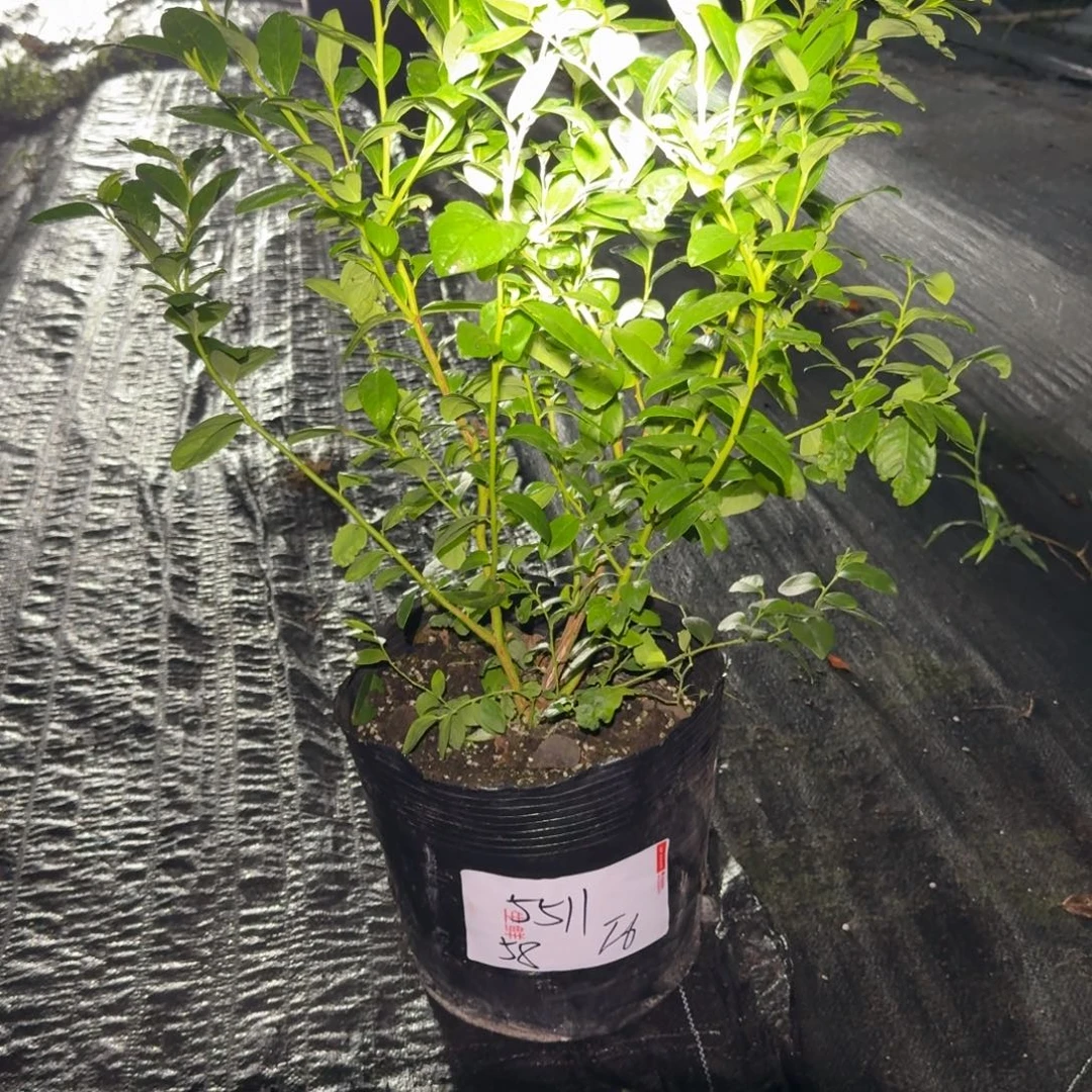 小***.超大钵f6一物一拍5511