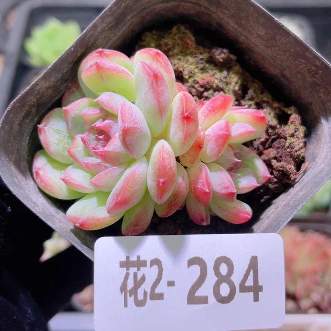 花利美2-284白桃汽水