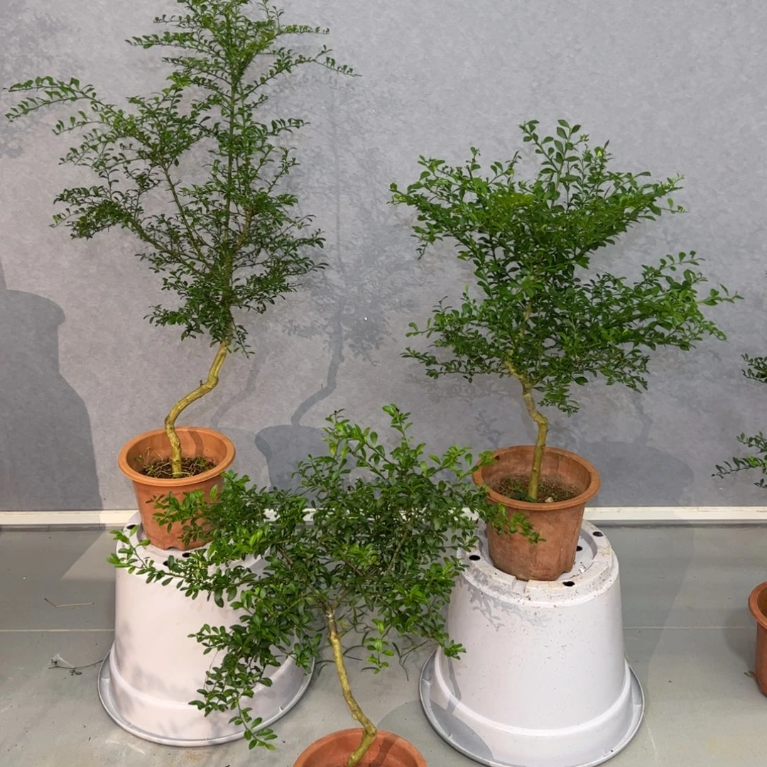 完全开放嫁接盆栽植物