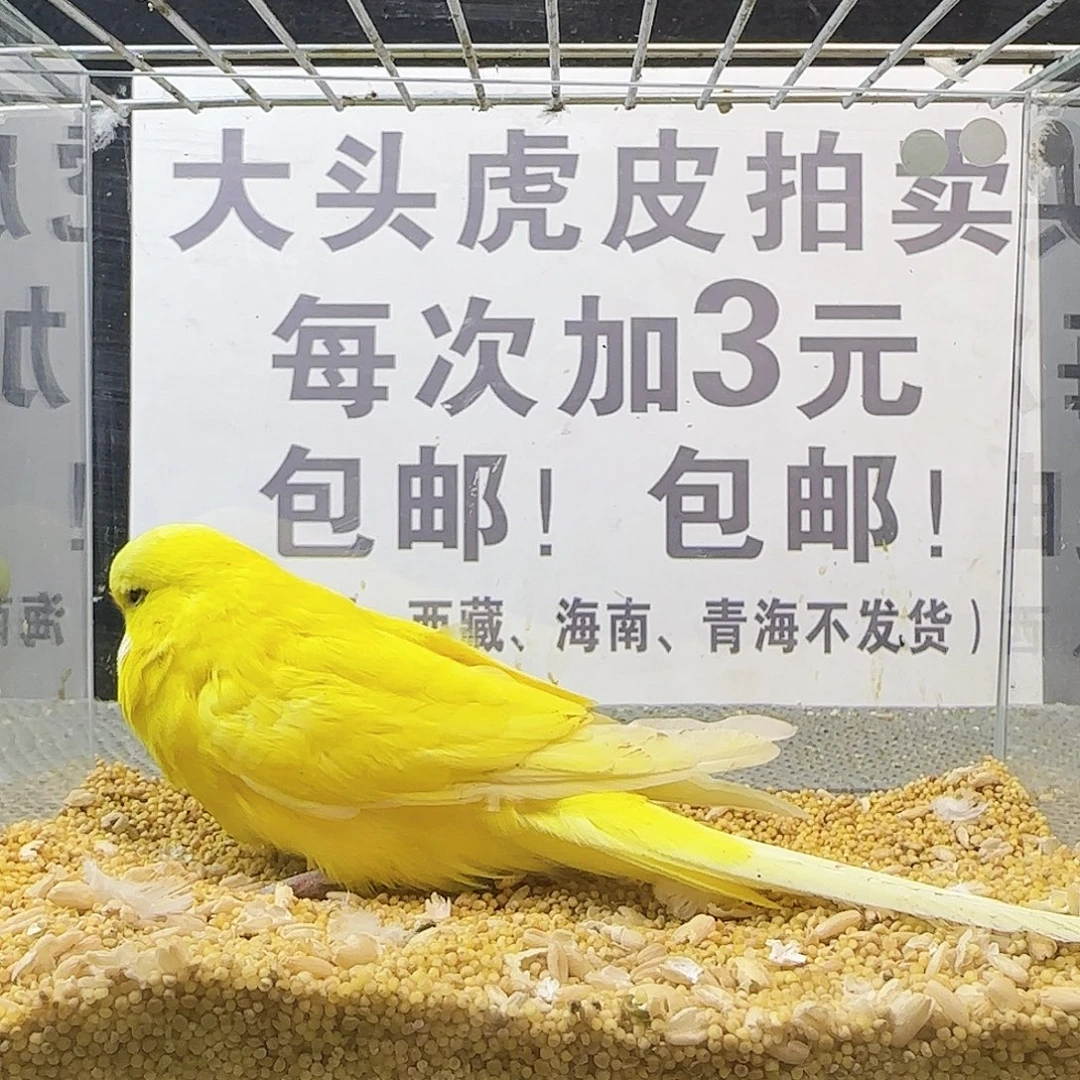 虎皮鹦鹉大头鹦鹉