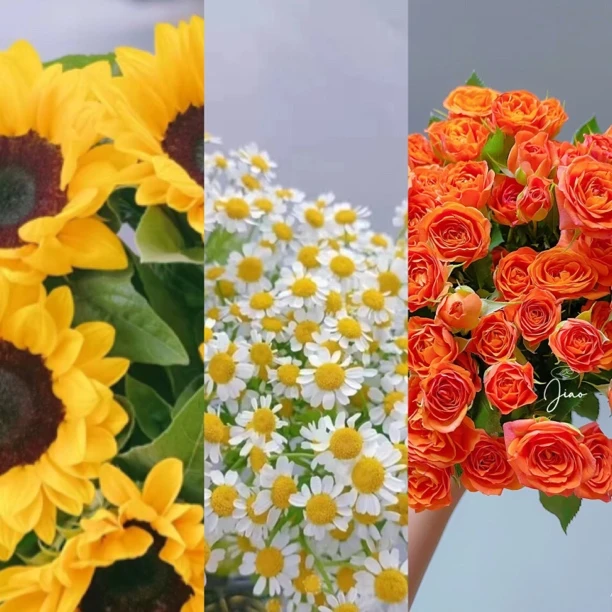 （星季花艺）3支向日葵10支洋甘菊3支橙芭比任意两单包邮