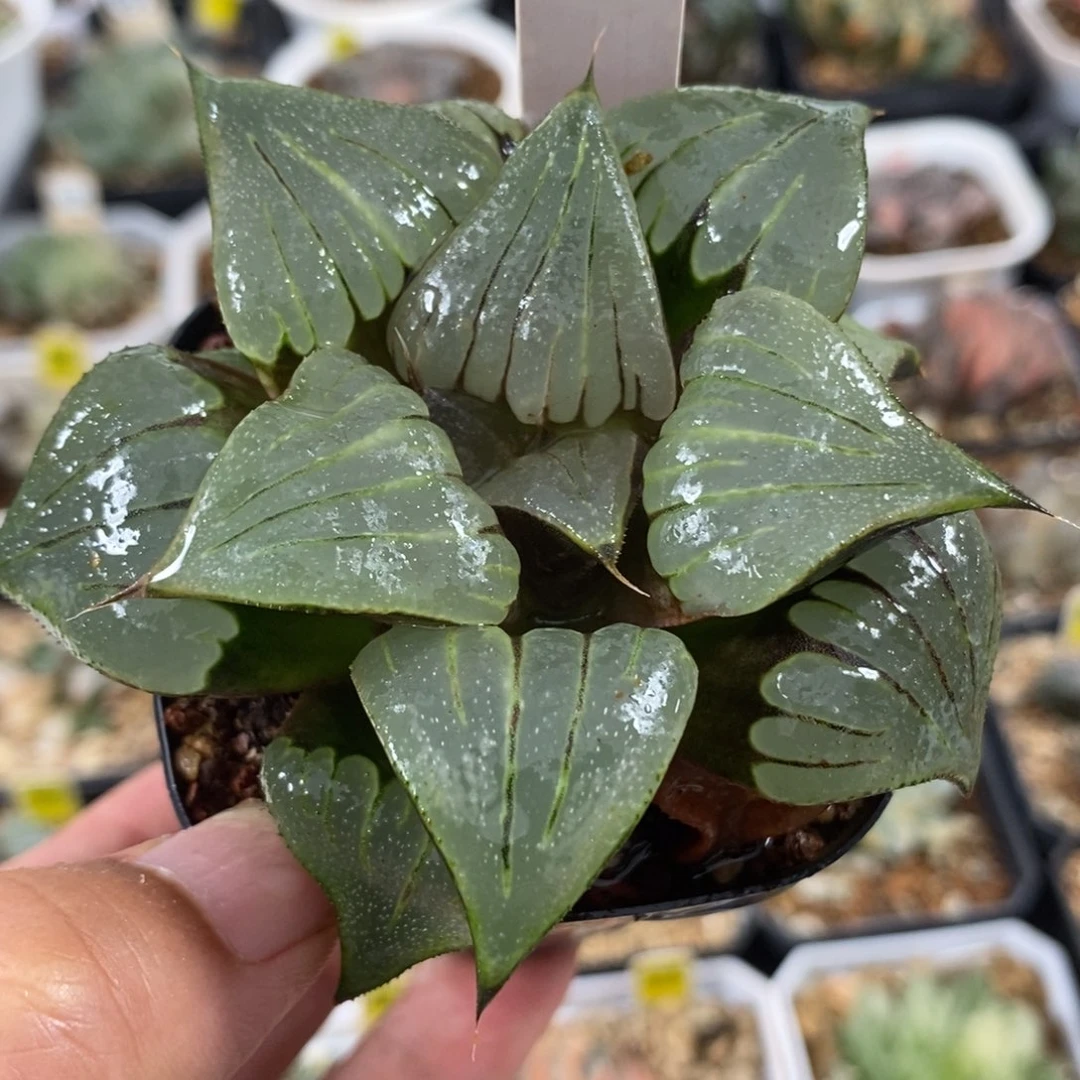 141媚凤寿一物一拍
