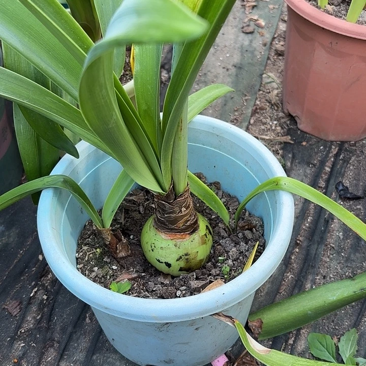 无花朵朱顶红星系7+2侧
