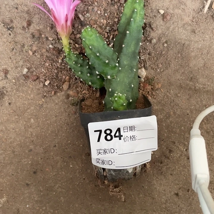 当前无花栽培后可以开花784仙人球掉头不包
