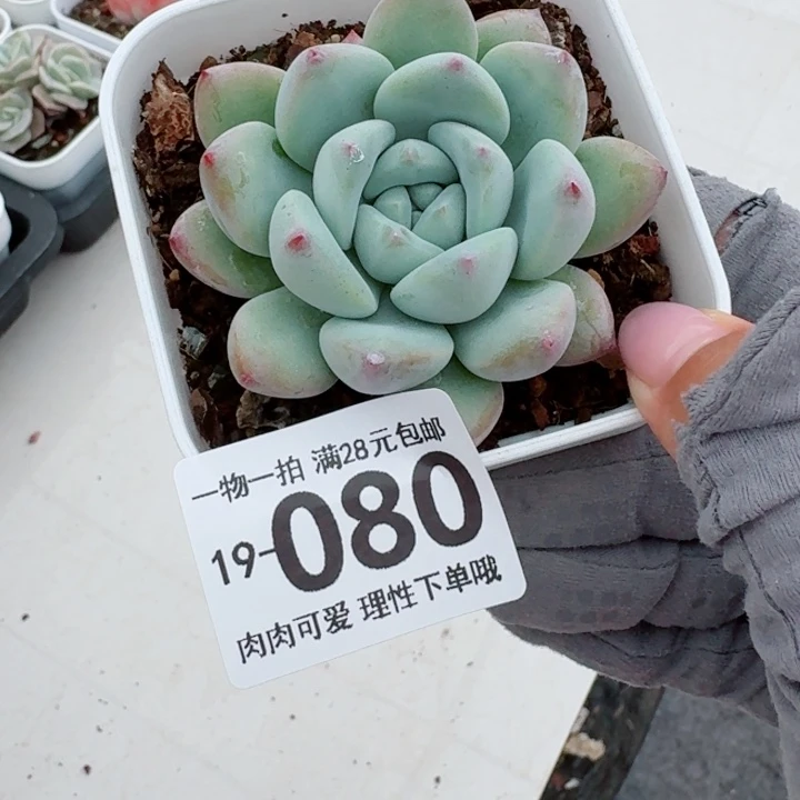 望舒无盆土发货无盆