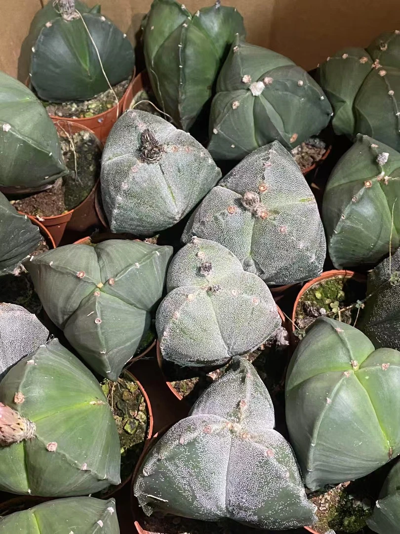 三角鸾凤玉仙人球植物漳州基地直发货 新手好养 室内外