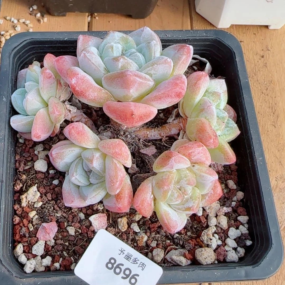 奶油冰玉无砍，8696多肉植物