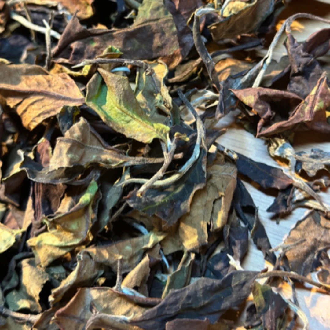 2025年春500年古树白茶散茶