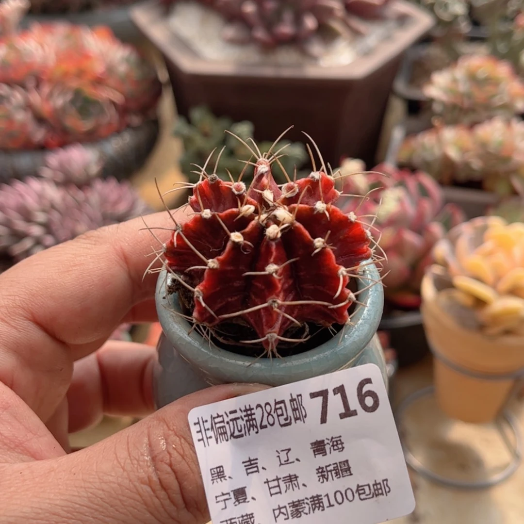 【闪购商品】716肋骨