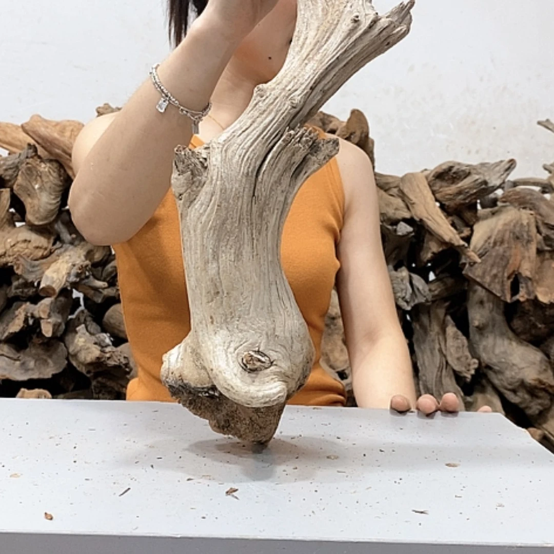 【闪购商品】柏木?****狼我们都是好孩子