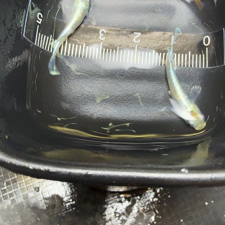 青鳉鱼54号拍品祖母绿