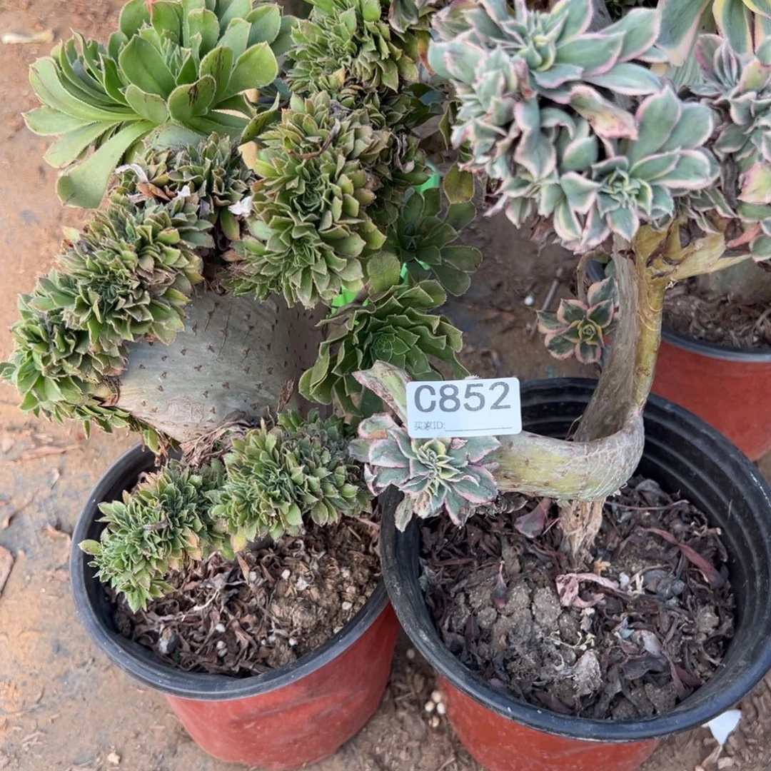 852两颗组合多肉植物法师