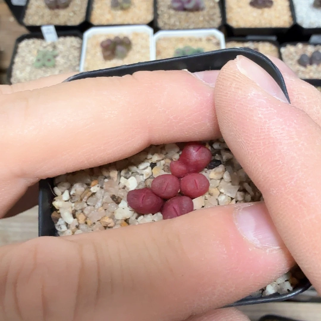 西*露dy21 西米露 红鲁提霞