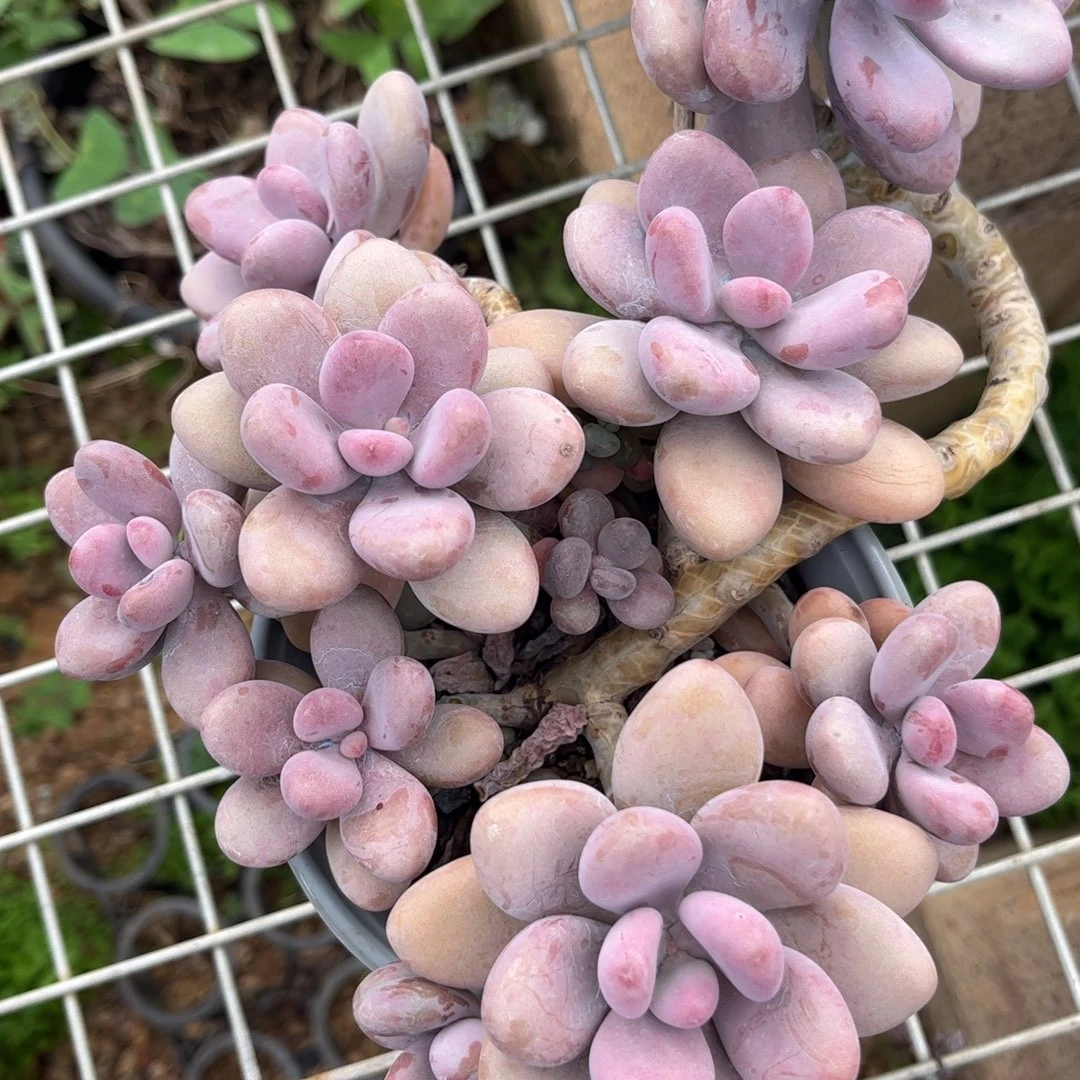 新疆西藏内蒙不包邮，桃蛋