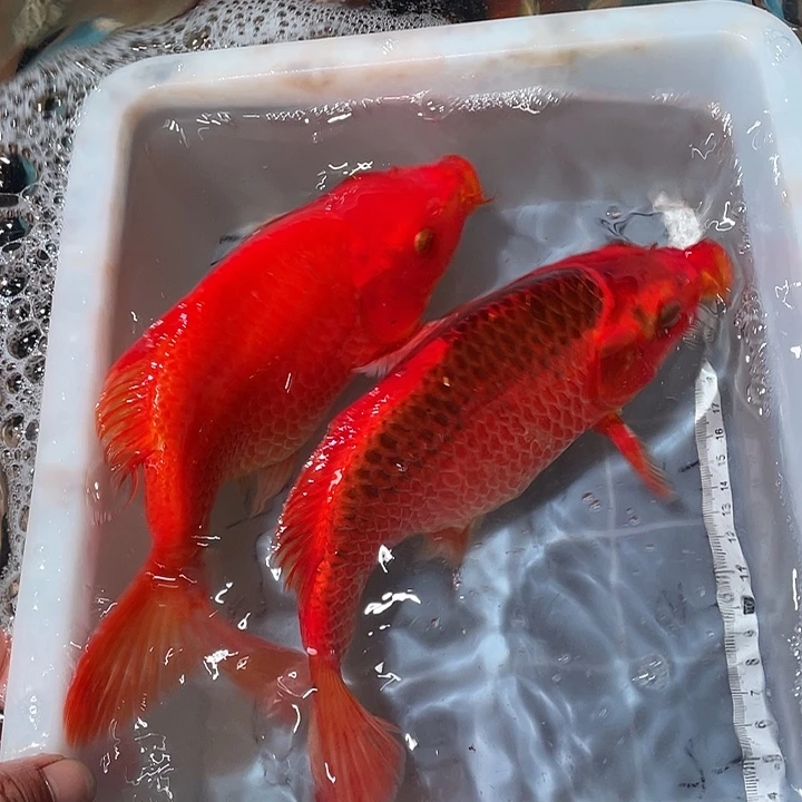 蝴蝶鲤鱼渔场直发99