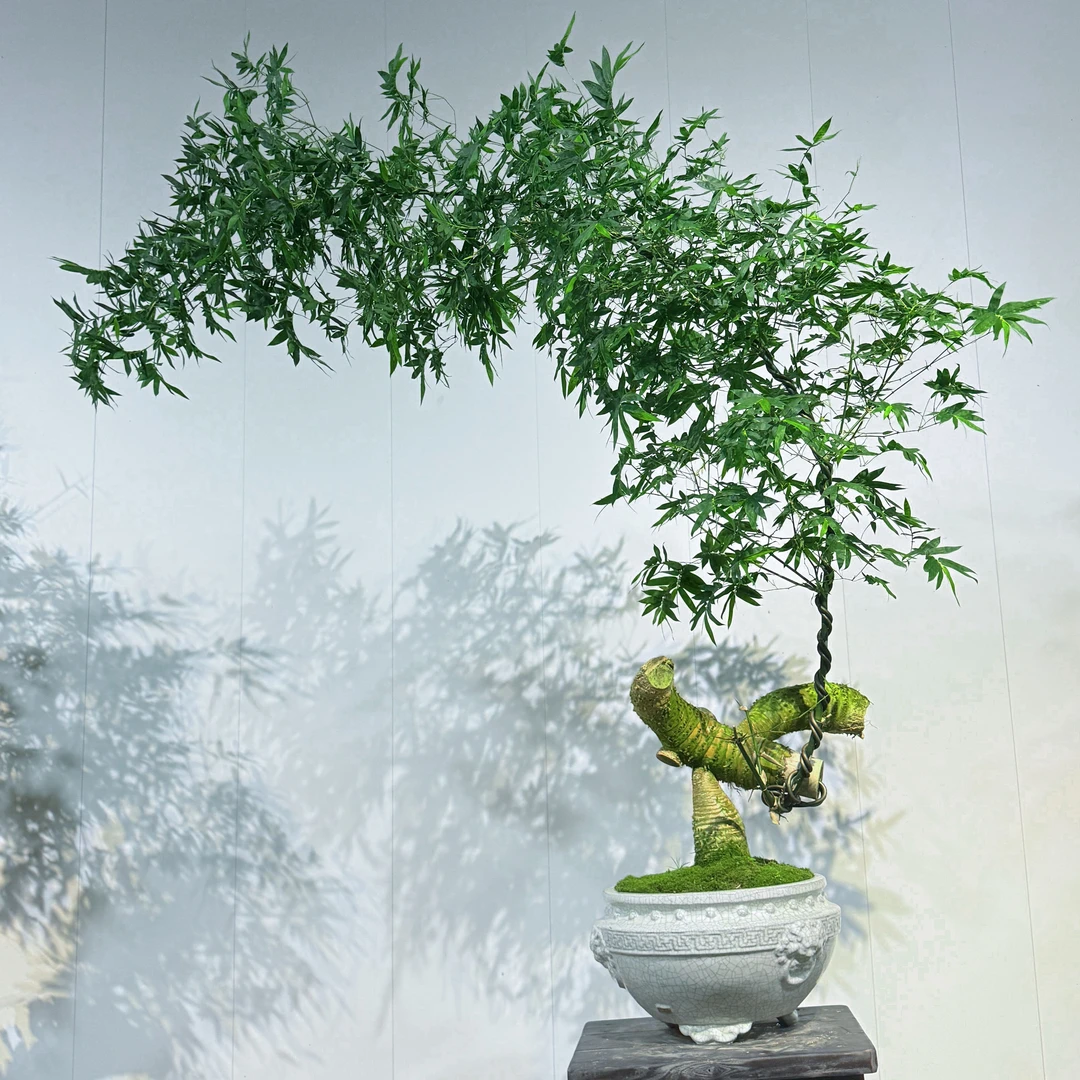 高端簕竹精品盆景#百搭款茶台必备大气款簕竹盆景，提升空间禅意感