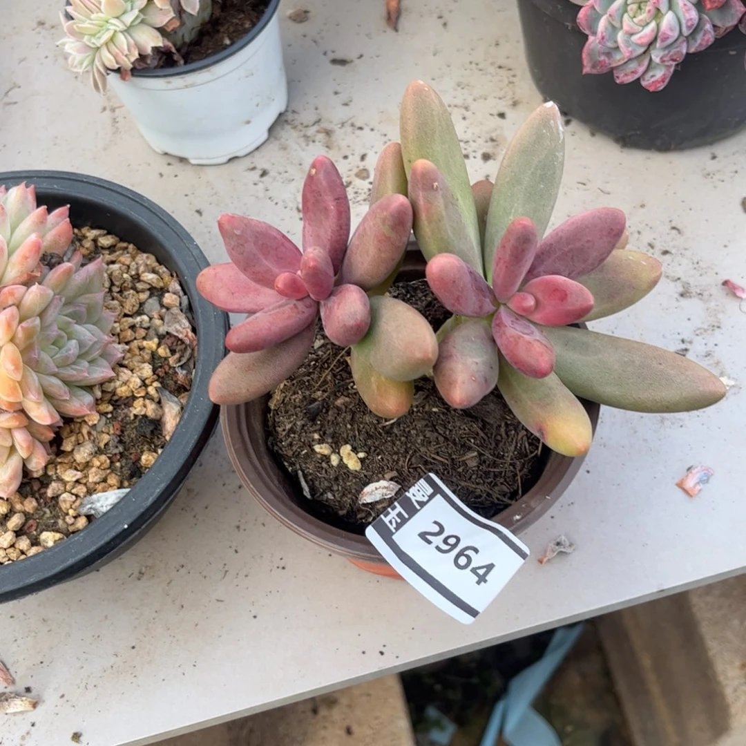 糖果美人多肉植物2964