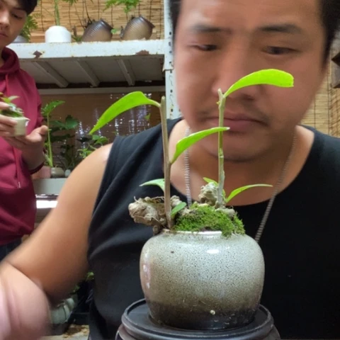 红陶一物一拍所见即所得115