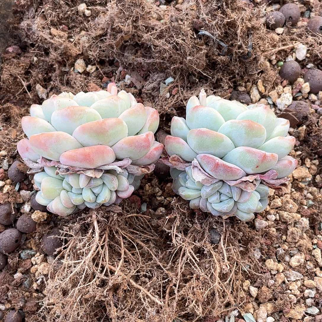 ?***×多肉植物多肉植物