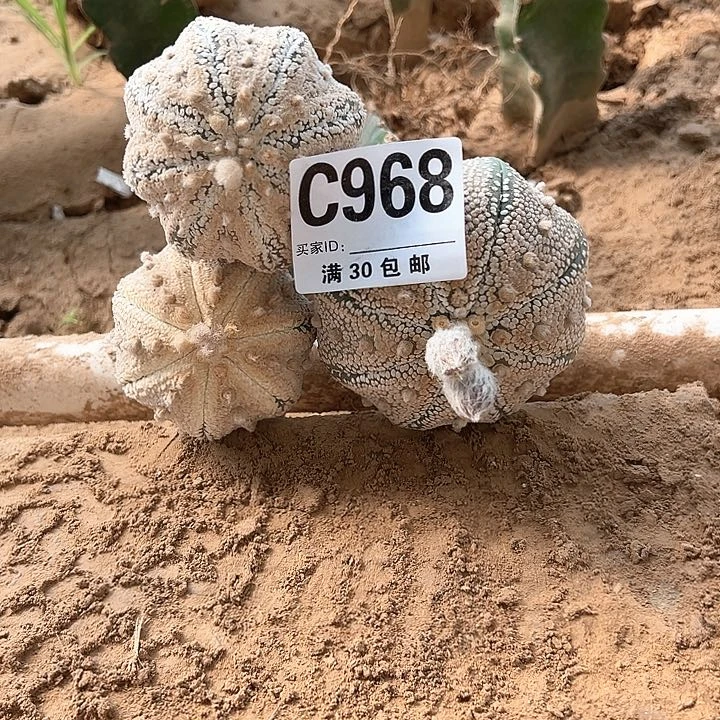 d*g海星兜968号仙人球