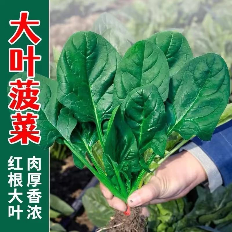 大叶菠菜籽种耐寒耐抽苔红根菠菜种子四季盆栽青菜种籽蔬菜种孑